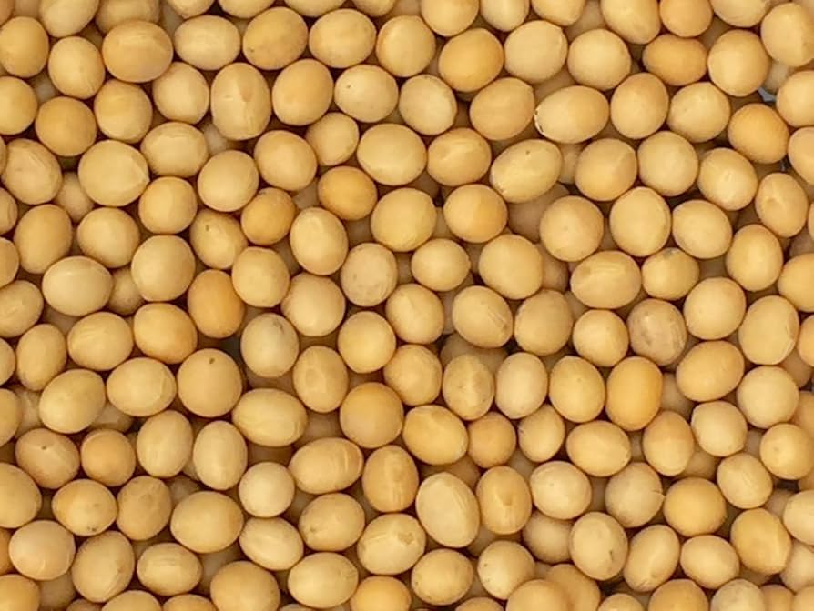 Organic Soy Beans