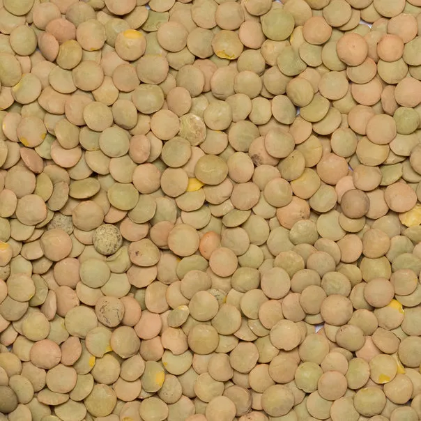 Organic Green Lentils (Laird)