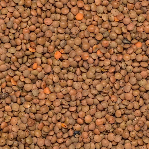 Organic Brown Lentils
