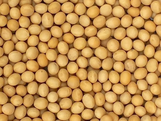 Organic Soy Beans