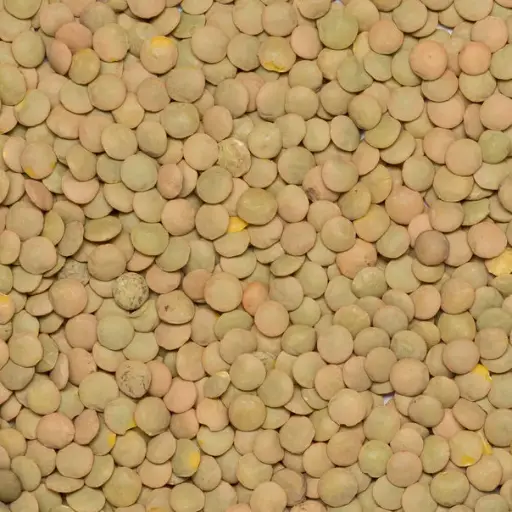 Organic Green Lentils (Laird)